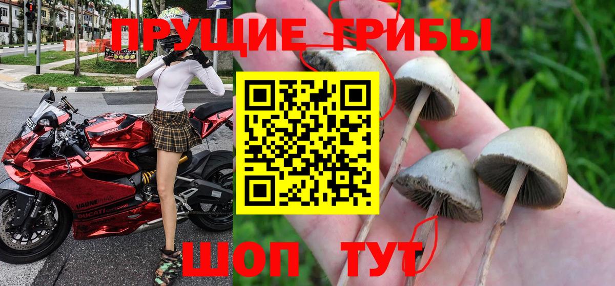 Сафоново  Псилоцибиновые грибы MAGIC MUSHROOMS  Вход с VPN 